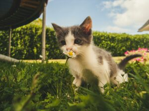 cat in garden